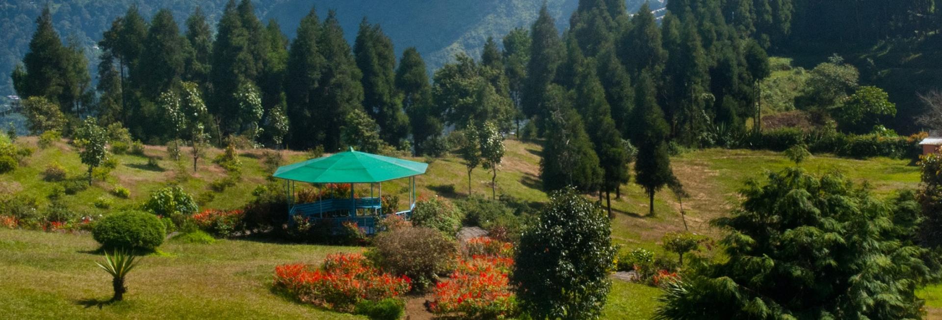 Flowers in Darjeeling