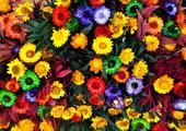 Spring Blooms in Darjeeling
