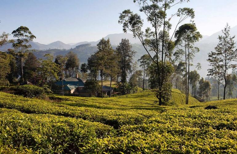 Views, Ceylon Tea Trails