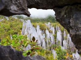  Limestone pinnacles, Mulu National Park