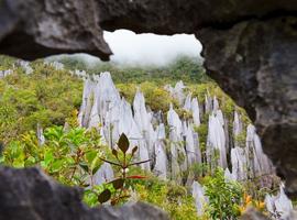  Limestone pinnacles, Mulu National Park