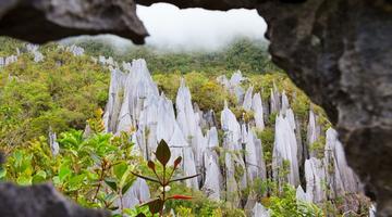  Limestone pinnacles, Mulu National Park