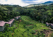 The Rainforest Ecolodge