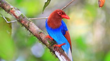 Ceylon Blue Magpie