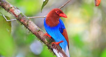 Ceylon Blue Magpie