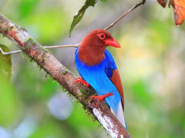 Ceylon Blue Magpie