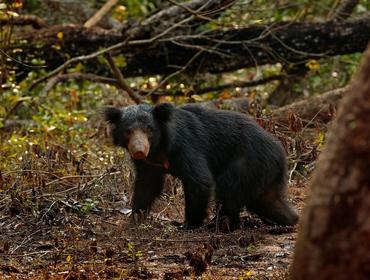 Wild Sloth Bear, Wilpattu National Par