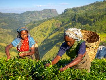 Tea ladies, Sri Lanka