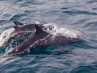 Dolphins, Mirissa