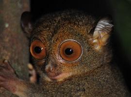 Western Tarsier