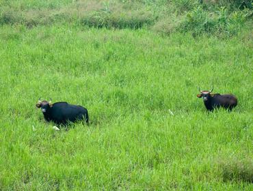 Gaur, Gorumara National Park