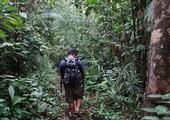 Trek through primary rainforest