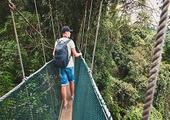 Walk on Borneo's canopy walkways