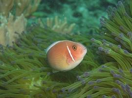 Snorkelling, Gaya Island