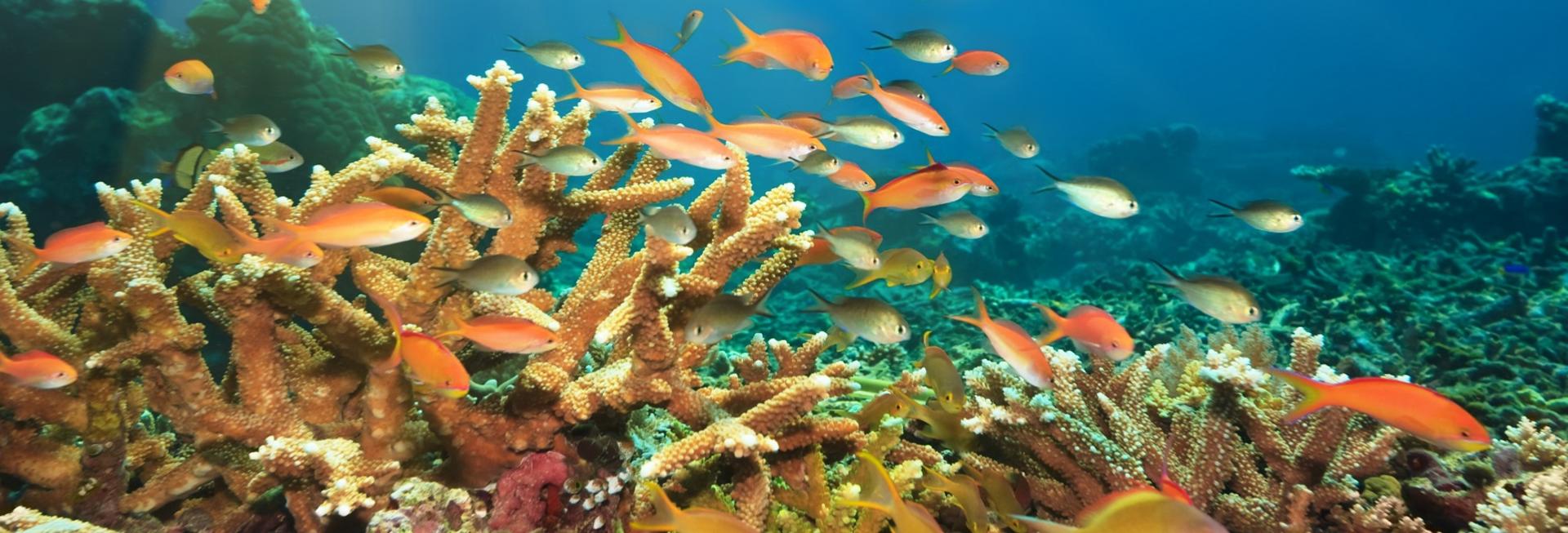 Snorkelling, Gaya Island