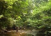 Explore the Kanneliya Rainforest