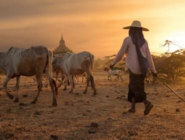 Cattle herd, Bagan