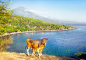 East Bali Discovery by VW Safari