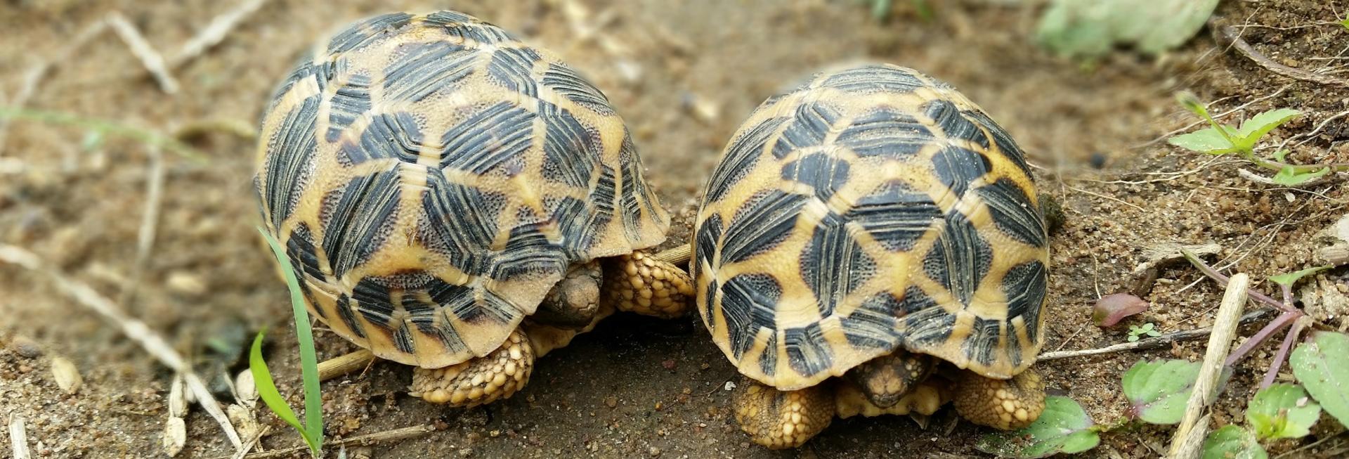 Burmese Star Tortoises, Bagan