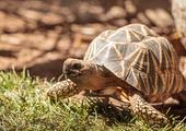 Meet the Burmese Star Tortoises