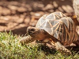 Burmese Star Tortoise, Bagan