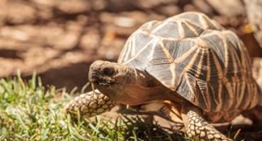 Burmese Star Tortoise, Bagan