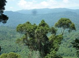 Deramakot Forest Reserve, Sabah
