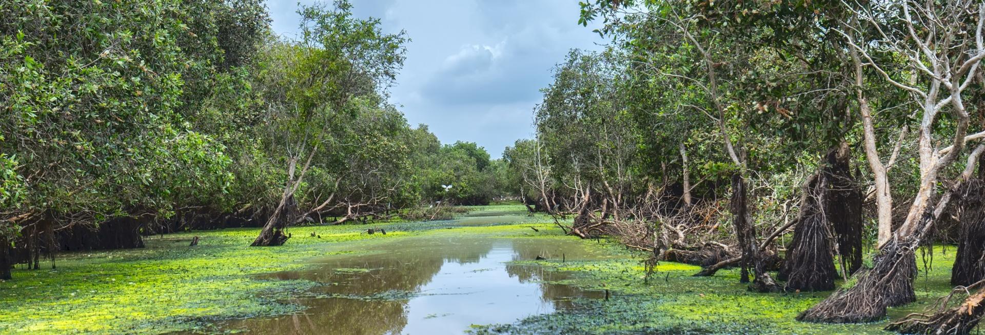 Tra Su Mangrove Forest, Chau Doc