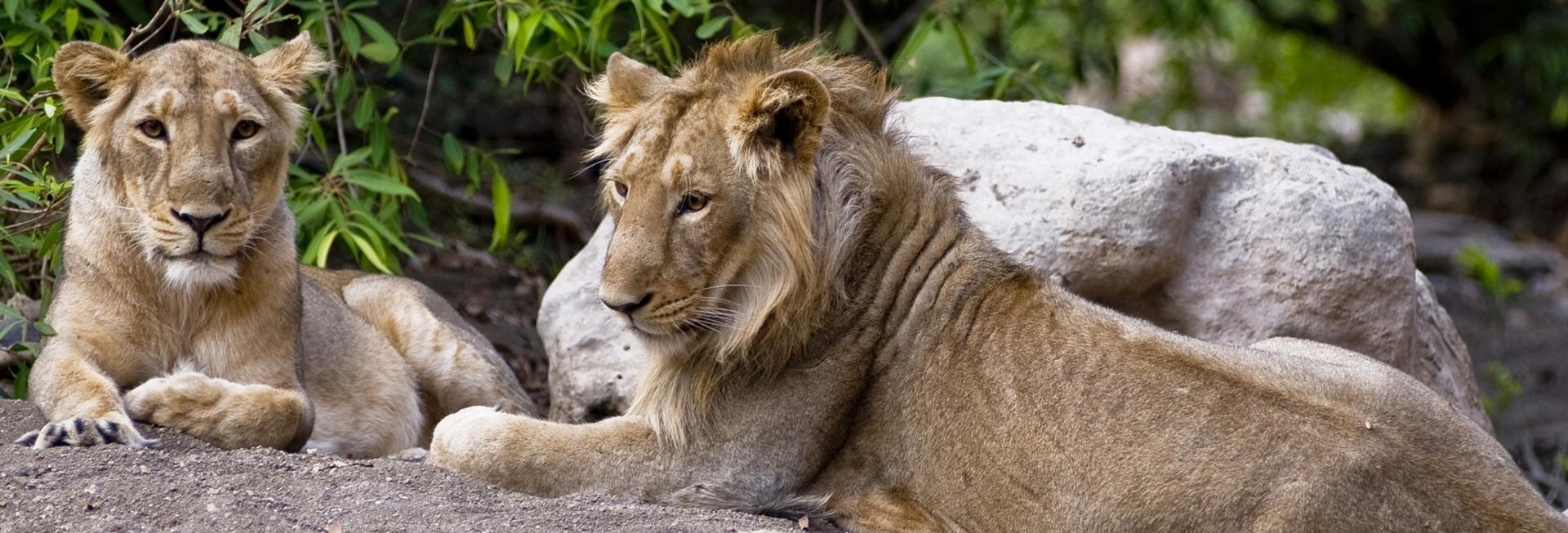 Asiatic lions, Sasan Gir