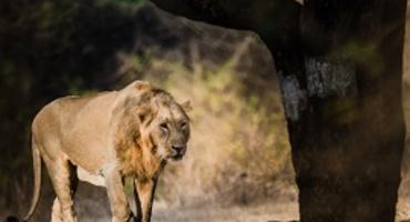 Asiatic lion, Sasan Gir