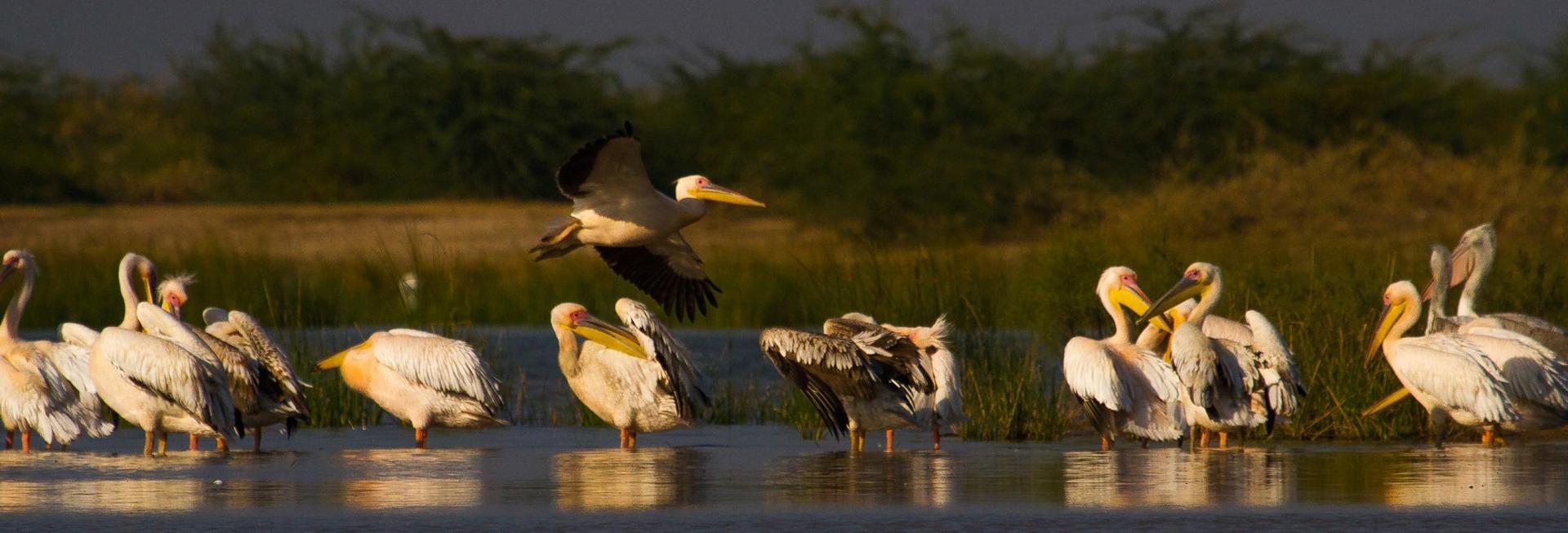 Pelicans, Little Rann of Kutch