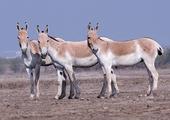 Game drives in the Little Rann of Kutch