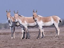 Wild Ass, Little Rann of Kutch