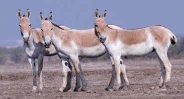 Wild Ass, Little Rann of Kutch
