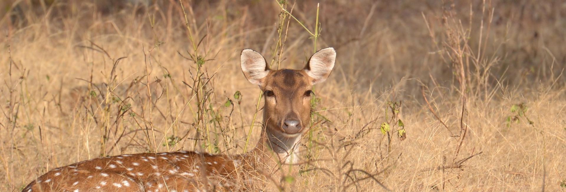 Deer, Satpura National Park
