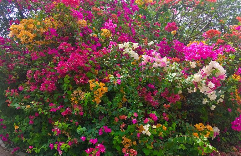 Garden, Rann Riders