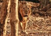 The Highlights of Gujarat