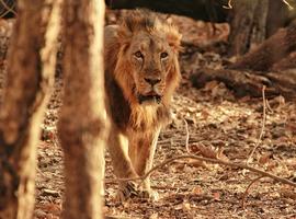 Tour of Gujarat, Bamboo Travel