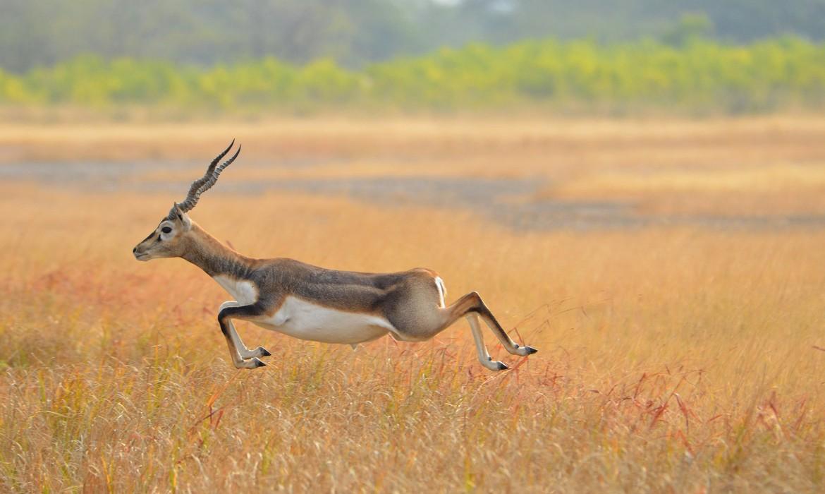 Blackbuck National Park, Velavadar