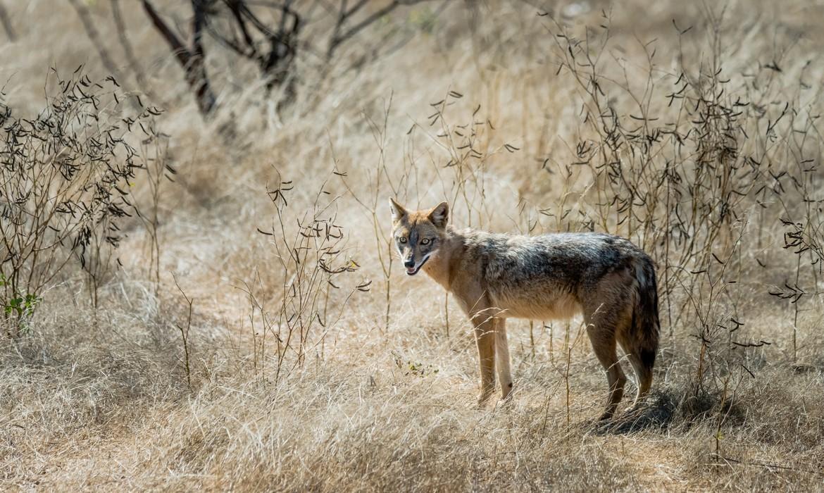 Jackal, Sasan Gir National Park