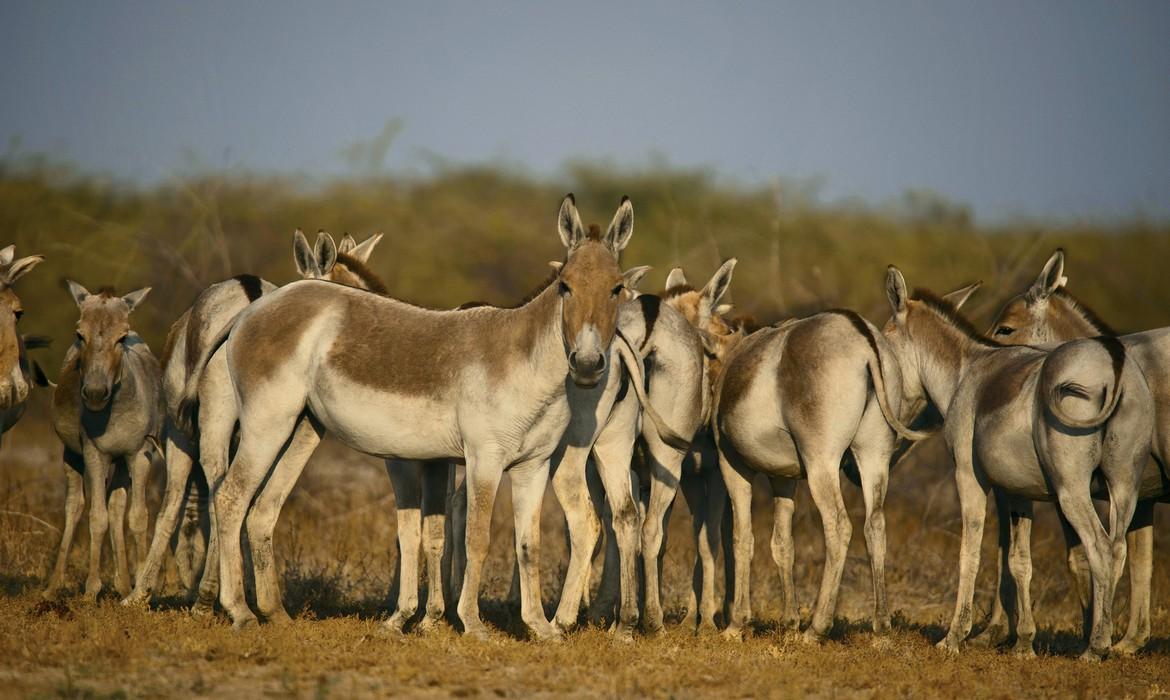 Asiatic Wild Ass, Little Rann of Kutch