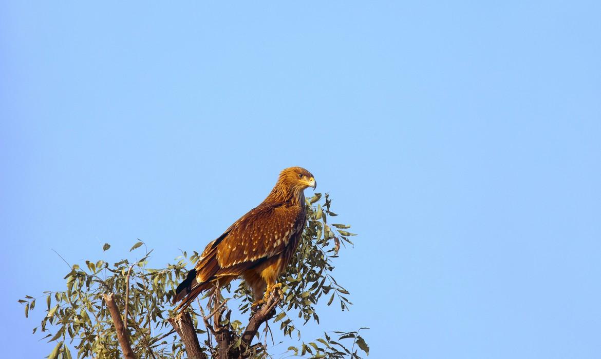Eastern Imperial Eagle, Little Rann of Kutch
