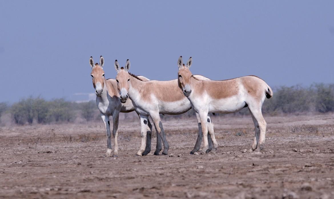 Asiatic Wild Ass, Little Rann of Kutch