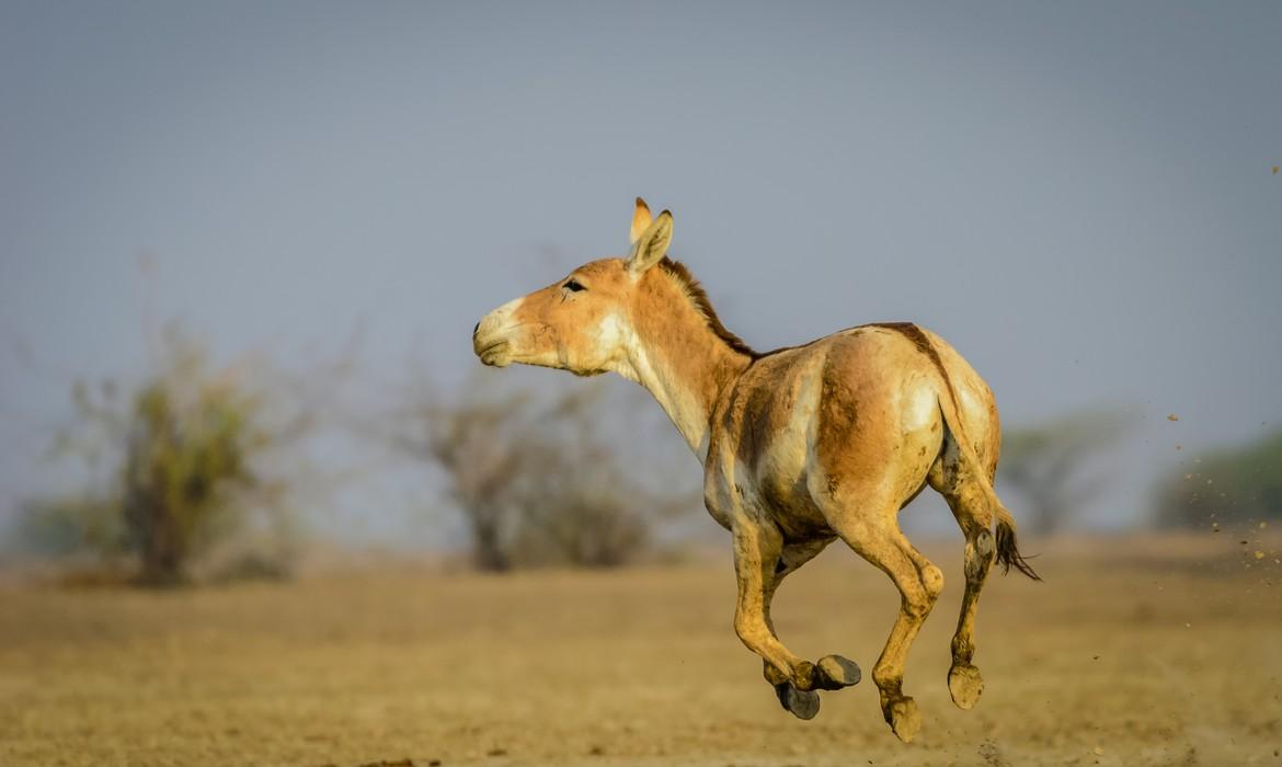 Asiatic Wild Ass, Little Rann of Kutch