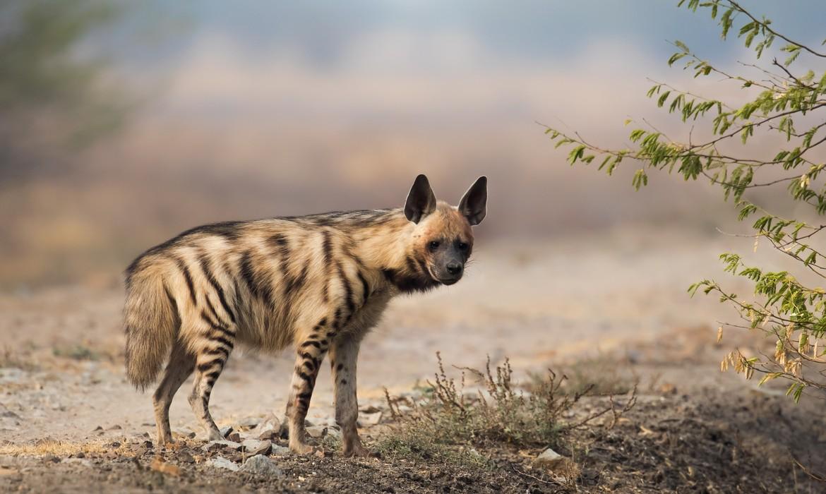 Adult Striped Hyena, Velavadar National Park