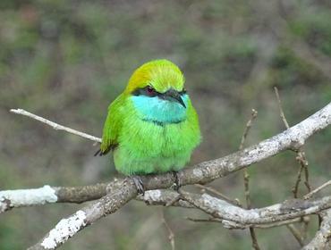 Bird, Kanneliya Rainforest