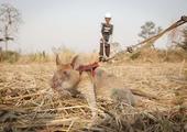 Meet Cambodia's HeroRATs