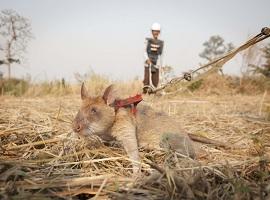 HeroRATs, APOPO Visitor Centre