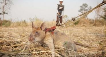 HeroRATs, APOPO Visitor Centre