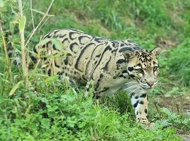 Clouded leopard